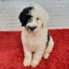 Prod�m �t��ata portugalsk�ho vodn�ho psa o�kovan� a od�erven�.