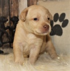 Prod�m �t��ata labradorsk�ho retr�vra.