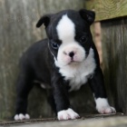 Prod�m zdrav�, o�kovan� a od�erven� �t��ata bostonsk�ho teri�ra.