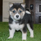 Prod�m rozko�n� mini fenka a pejsek o�kovan� a od�erven� �t���tka Shiba inu