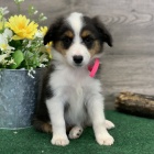 Prod�m o�kovan� a od�erven� �t��ata australsk�ho ov��ka