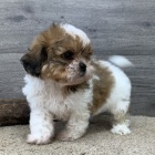 Prod�m hygienicky a soci�ln� vy�kolen� �t��ata SHIH TZU