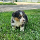 kr�sn� a and�lsk� �t��ata Pembroke Welsh Corgi na prodej.