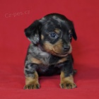 Prod�m zdrav� kr�tkosrst� �t��ata mini jezev��k�