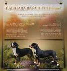 Entlebu�sk� sala�n�cky pes