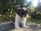 �t���tka shih-tzu s pp (shihtzu, �i-tzu)