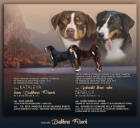 Appenzellsk� sala�n�cky pes