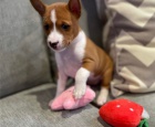 �t��ata Basenji k adopci.