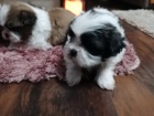 Shih Tzu �t��ata