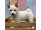 �t��ata Shiba Inu k adopci.