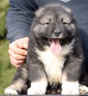 Kavkazsk� ov��k �t��ata