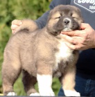 Kavkazsk� ov��k �t��ata