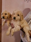 Goldendoodle �t��ata
