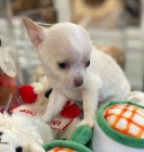 �ivava pejsek fenka bez pp