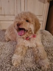 Labradoodle �t��ata