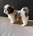 �t���tka shih-tzu s pp 