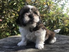 �t���tka shih-tzu s pp