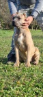 Cane Corso �t��ata