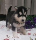 Prod�m rozko�n� mini �t���tka sibi�sk�ho huskyho s kr�sn�ma modr�ma o�ima.