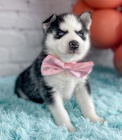 Prod�m mini �t��ata sibi�sk�ho huskyho.