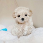 Prod�m �t��ata mini toy Pudla.