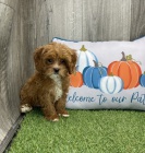 Prod�m kr�sn�, o�kovan� a od�erven� �t���tka Cavapoo