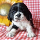 Prod�m o�kovan� �t��ata mini anglick�ho kokr�pan�la.