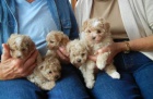 Prod�m o�kovan� �t��ata Maltipoo fenka a pes.