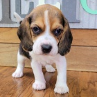 Prod�m kr�sn� a rozko�n� o�kovan� a od�erven� �t���tka b�gla.