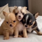 Prod�m o�kovan� a od�erven� mini �t���tka �ivavy