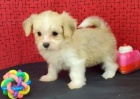 Prod�m o�kovan� a zdrav� �t��ata havanese.