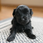 Prod�m o�kovan� a zdrav� �t��ata havanese.