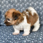 mini hra�ka fenka o�kovan� a zdrav� �t��ata havanese na prodej.