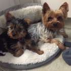  jork��rsk� teri�r s pp