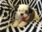 �t���tka shih-tzu s pp