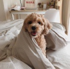 Malt�zsk� ps�k - malt�z��ek