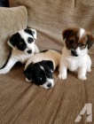 Jack russell terier hladk� fenka s pp