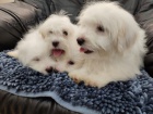 Coton de Tulear / Pekingese �t��ata