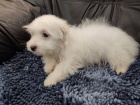 Coton de Tulear / Pekingese �t��ata