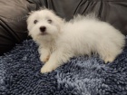 Coton de Tulear / Pekingese �t��ata