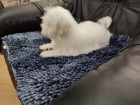 Coton de Tulear / Pekingese �t��ata