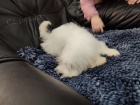 Coton de Tulear / Pekingese �t��ata