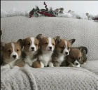 �t��ata Pembroke Welsh Corgi - Prod�m