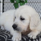 �t��ata zlat�ho retr�vra