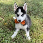 Husky �t��ata na prodej