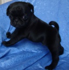   Mops �t��ata na prodej