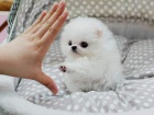 N�meck� �pic. mini pomeranian bez pp