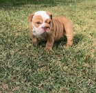 Roztomil� a kr�sn� �t��ata anglick�ho buldoka