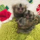 Zdrav� d�t� opice marmoset k dispozici