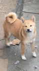Shiba Inu �t��ata